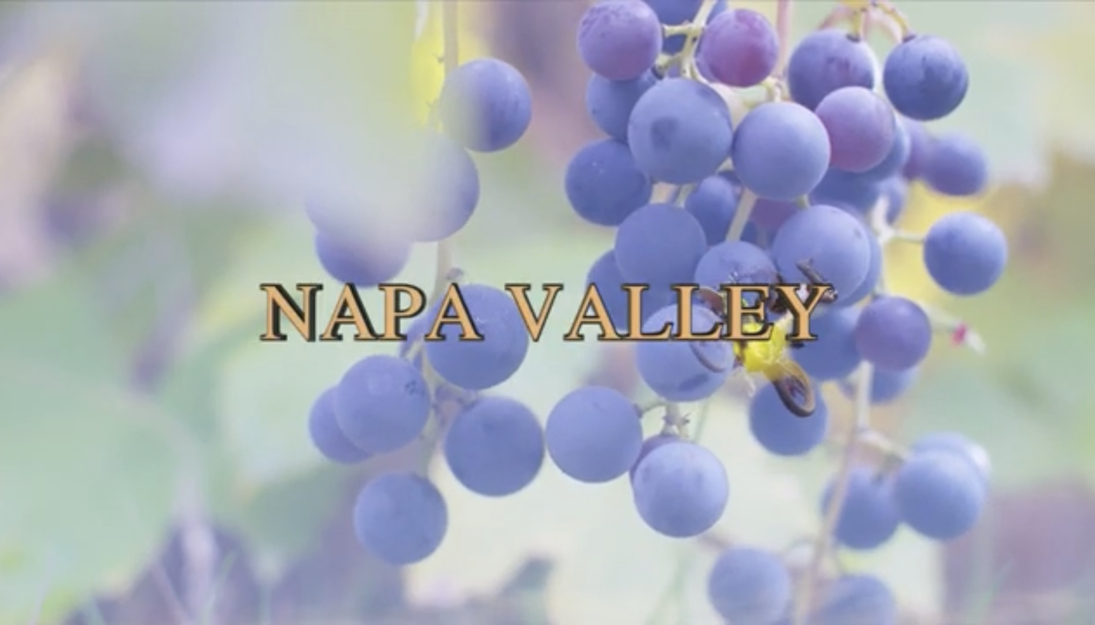 The Tangiers - Napa Valley (Official Music Video)